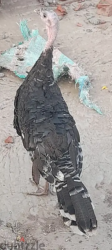 Gata romana de mezcla broncínea