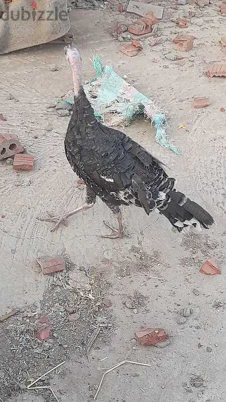 نتايه رومي خليط برونزي64996701911810121