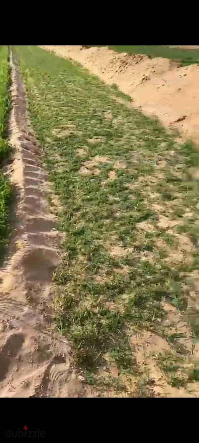 للبيع ارض زراعية ري بحاري بعد نفق الشهيد أحمد حمدي مباشرة