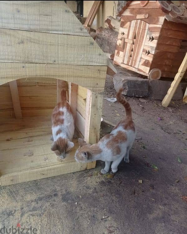 Cat's house 2