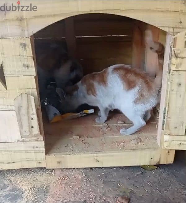 Cat's house 3