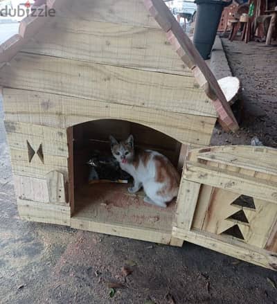 Cat's house