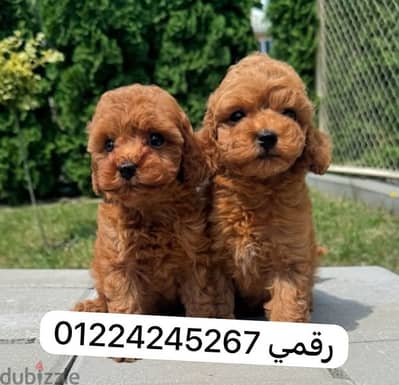 maltipoo