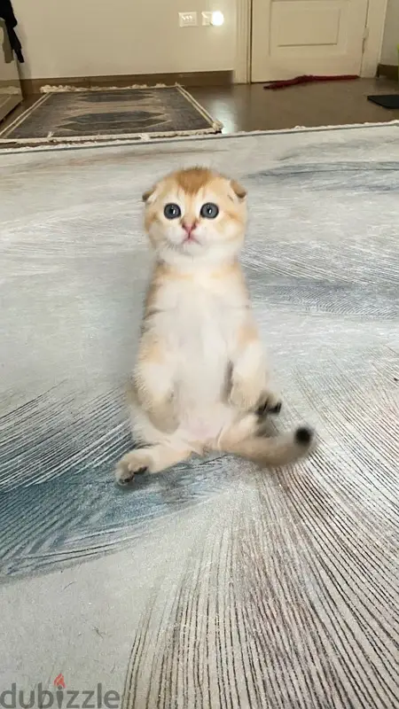 Gato escocés de orejas dobladas dorado ny12
