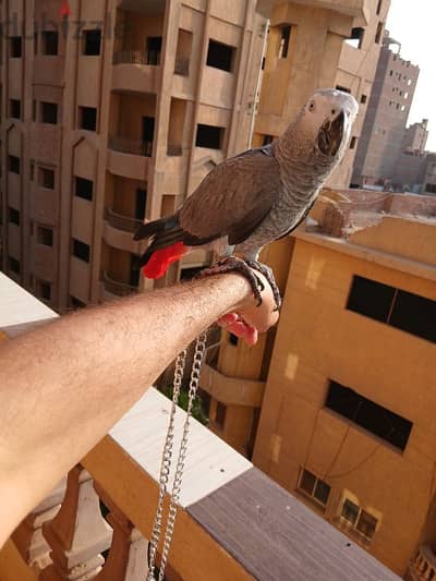 كاسكو اليف مدرب متكلم
