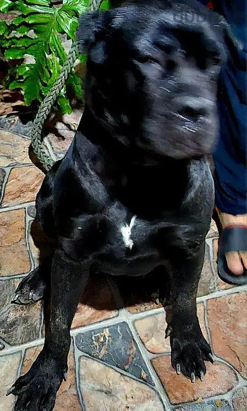 Female Kien Kresu for Sale or Exchange for a Male Puppy
