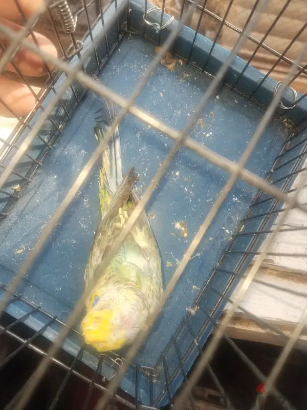 ذكر بلاك وينج65053244325249126