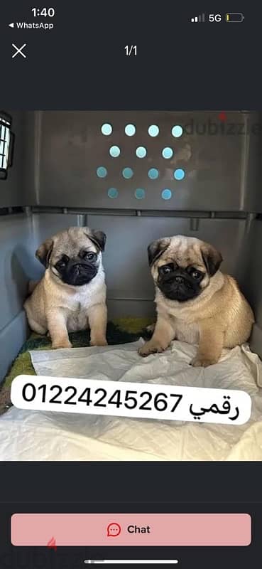 pug puppy