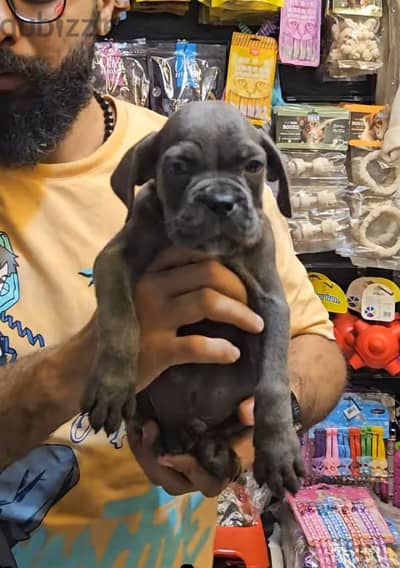 cane Corso female