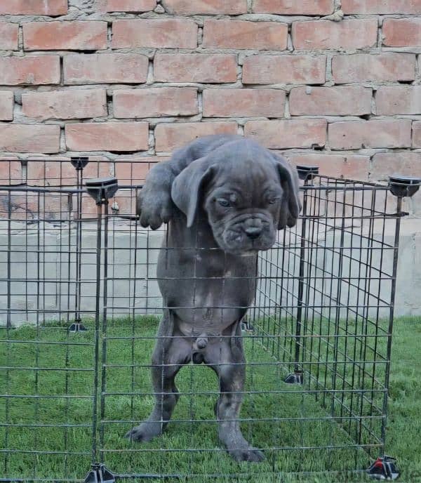 cane Corso female 1