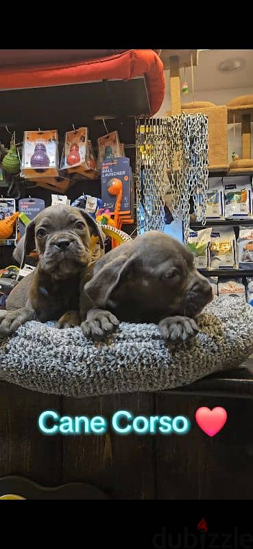 cane Corso female 2