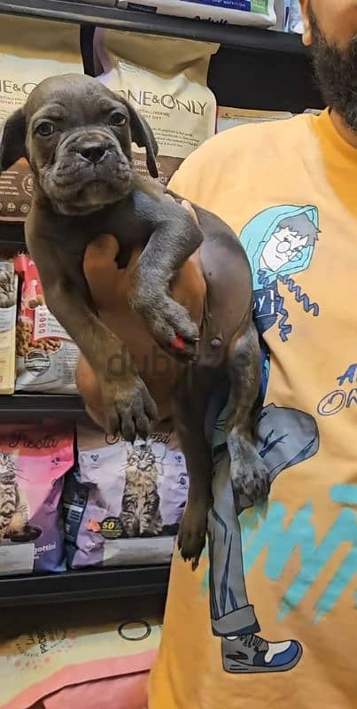 cane Corso female 3