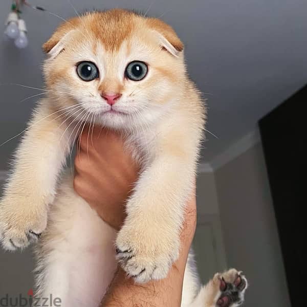 قطه سكوتش فولد جولدny12 Scottish fold cat - Cats - 206315052