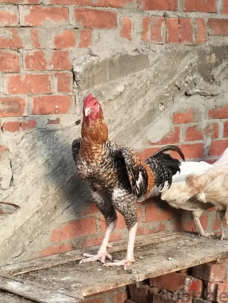 Pavo65053244186753121