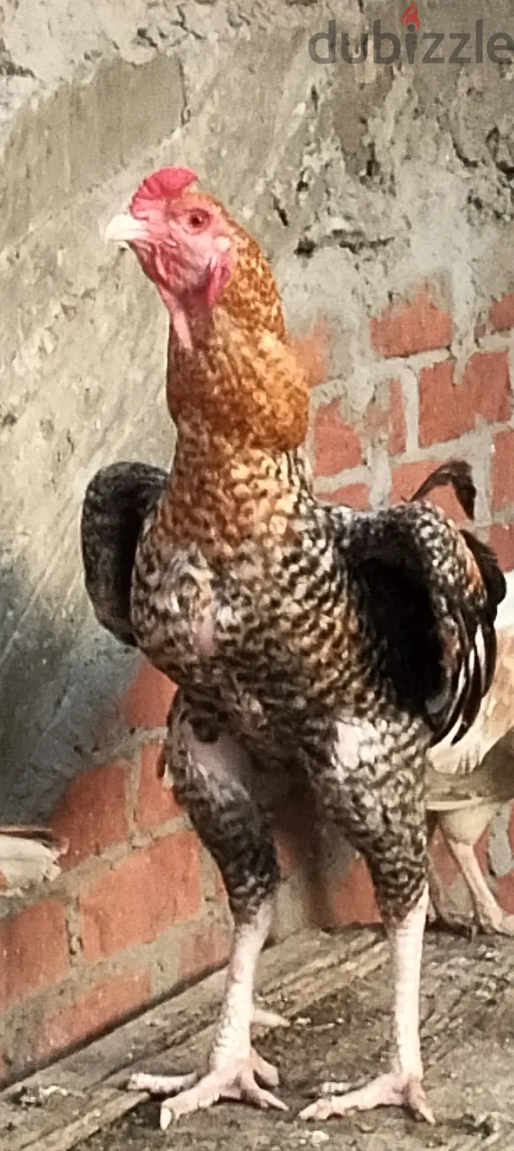 Pavo65053244186753122