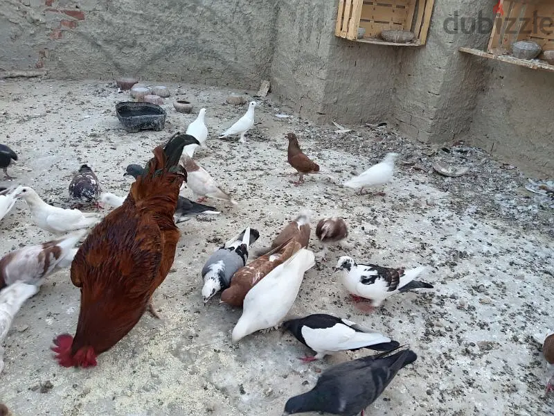 حمام بلدي شغال للبيع