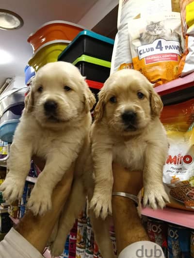 golden retriever
