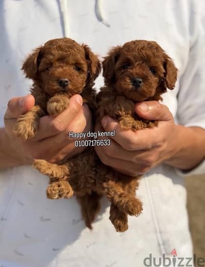 top quailty toy poodle red color