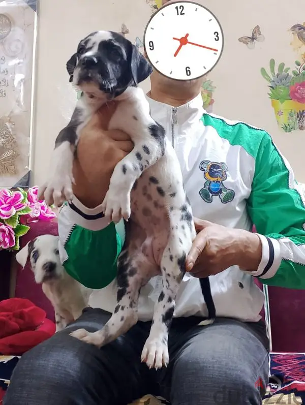 Los más elegantes cachorros de Gran Danés, Great Dane, Gran Danés, great Dan