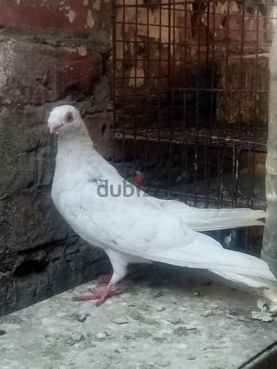 نتايه استرالى