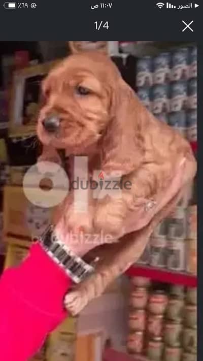 كوكر اسباني شوكلت