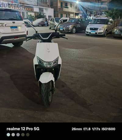 tailg zebra scoter