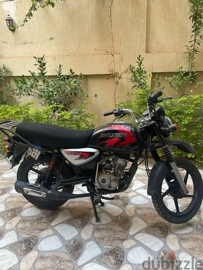 boxer 2019