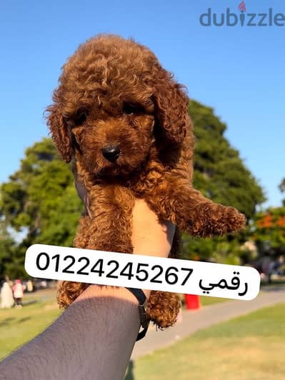 toy poodle 45 days