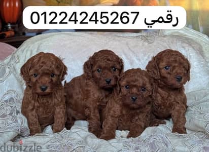 توي بودل tooy poodle