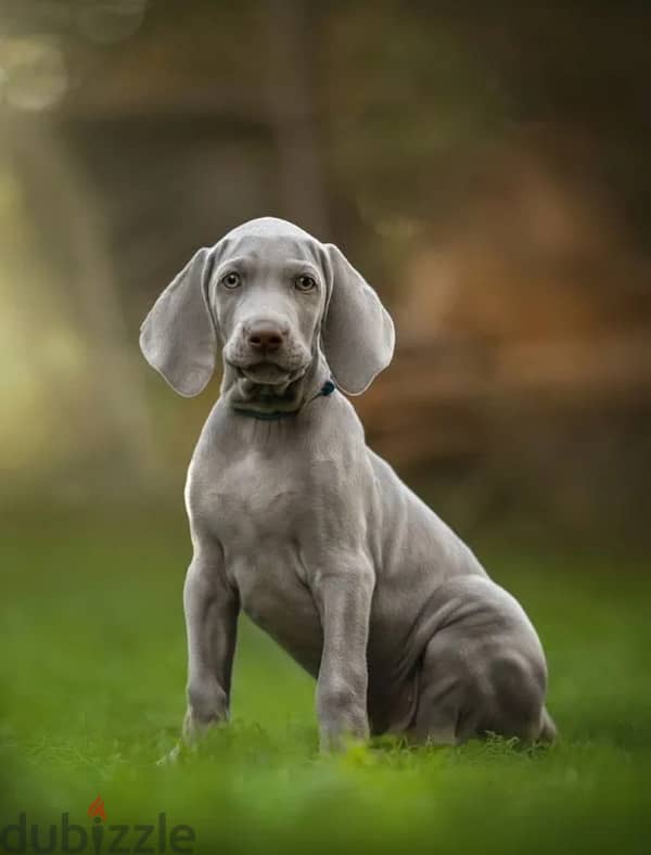 Weimaraner puppy boy from Russia 1