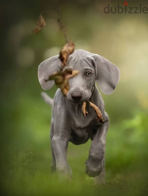 Weimaraner puppy boy from Russia 2