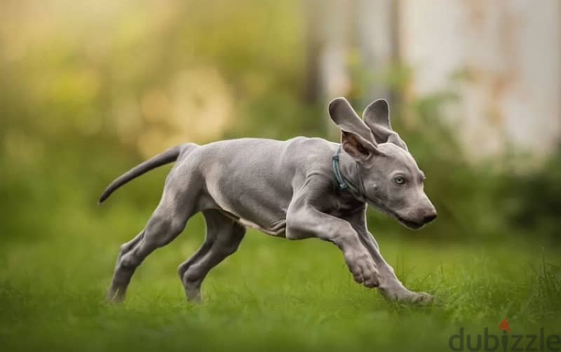 Weimaraner puppy boy from Russia 3