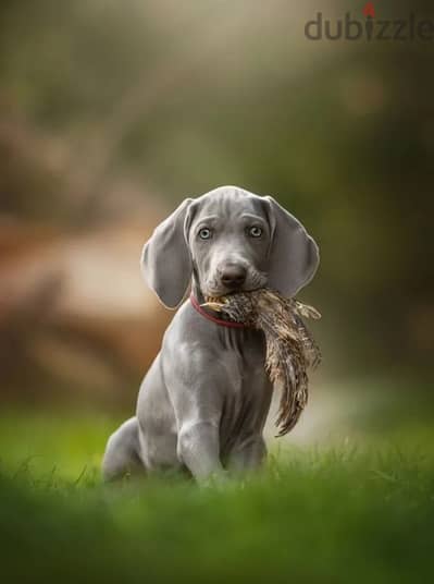 Weimaraner puppy boy from Russia