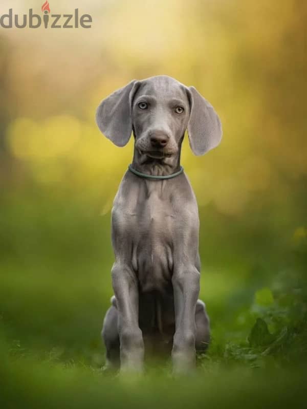 Weimaraner puppy boy from Russia 4