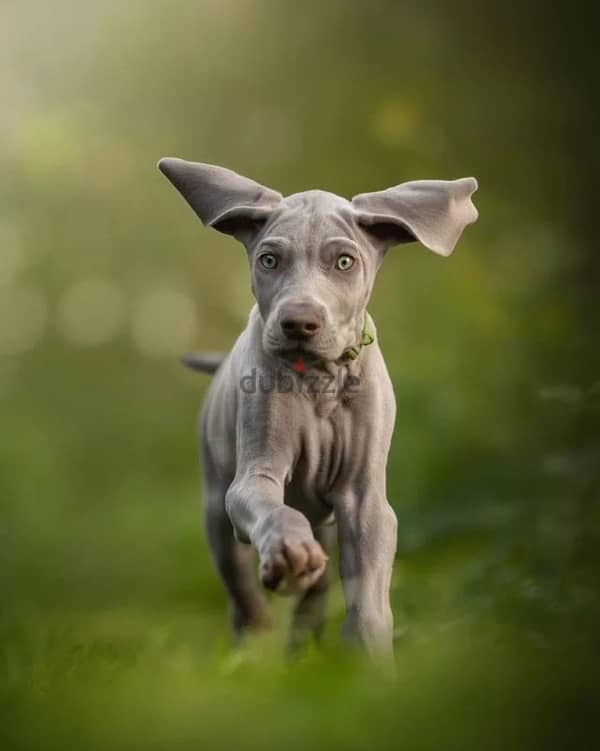 Weimaraner puppy boy from Russia 5
