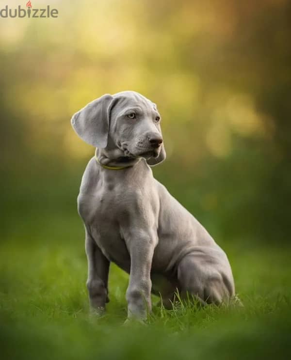 Weimaraner puppy boy from Russia 6