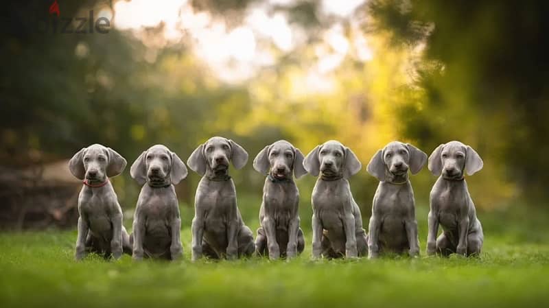 Weimaraner puppy boy from Russia 7