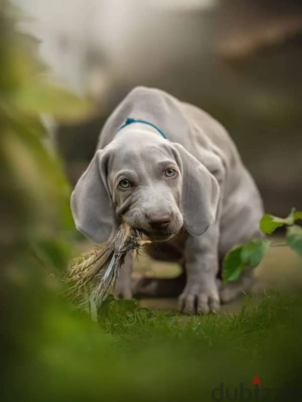 Weimaraner puppy boy from Russia 8