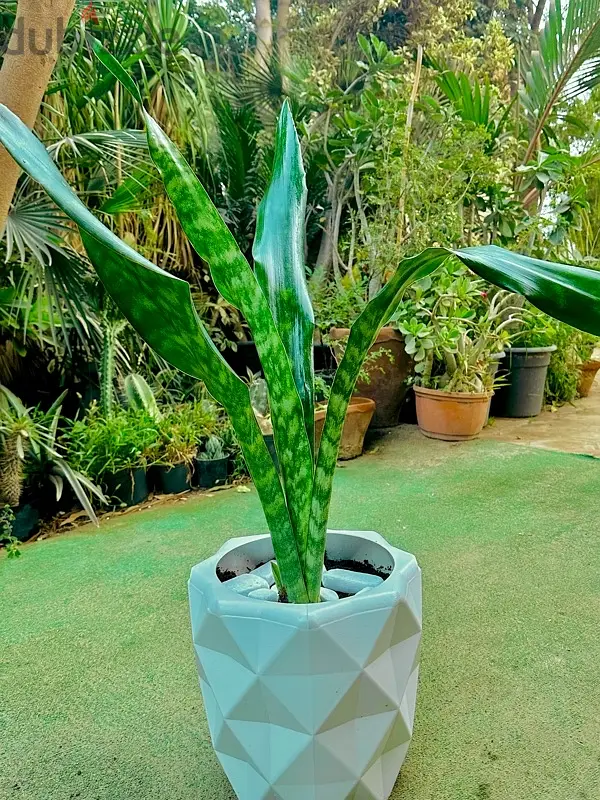 Tiger Skin Shade Plants