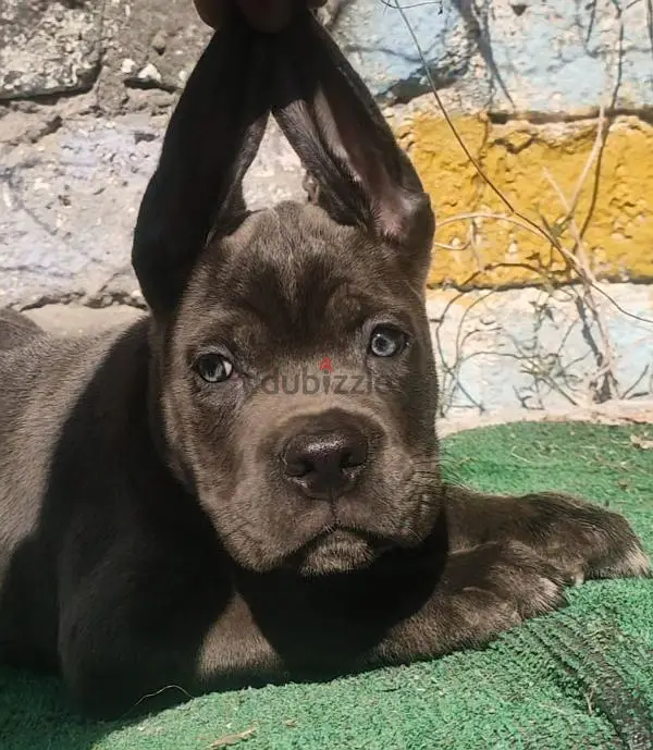 Disponible de criadores de Cane Corso en Italia