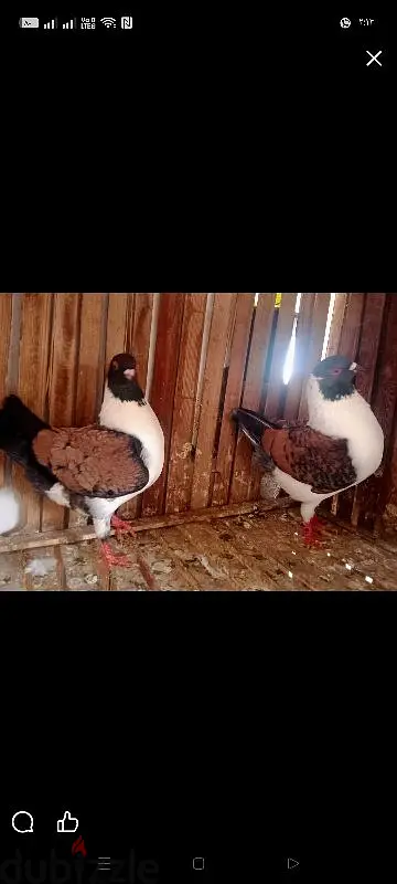 قص مودينا شغال65055739654018120