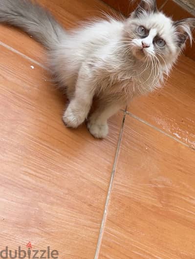 Ragdoll Cat in Egypt, Classifieds in Egypt | dubizzle Egypt (OLX)