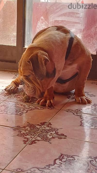 Bolly&englich bulldog