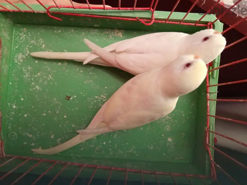 عصافير البينو وكريمي