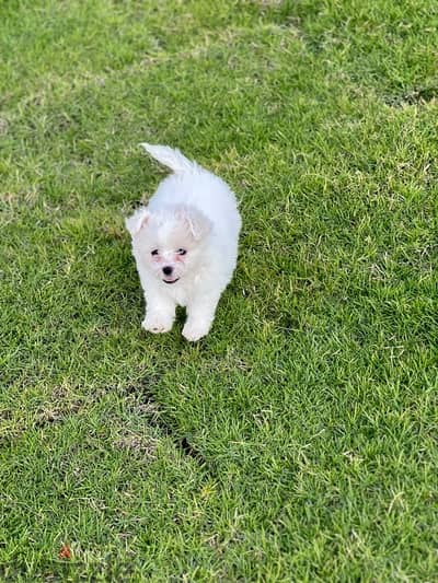 havanese puppy mini size vaccinations