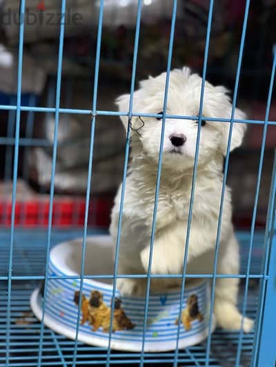 havanese puppy