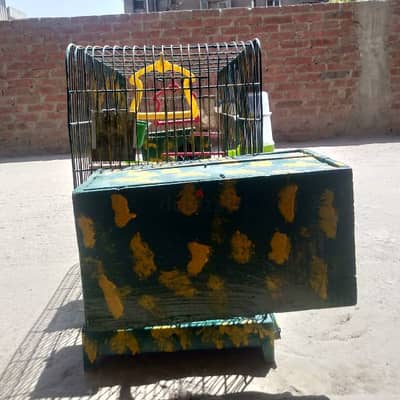 قفص عصافير