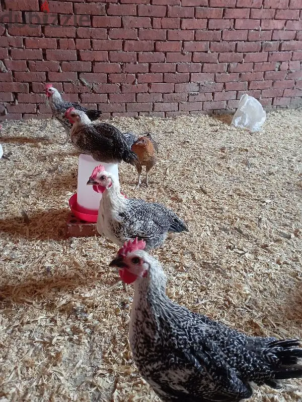 دجاج فيومي