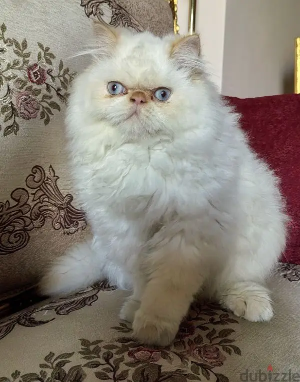 Gato Himalayo de Pelo Largo