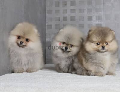 puppy pomrnian